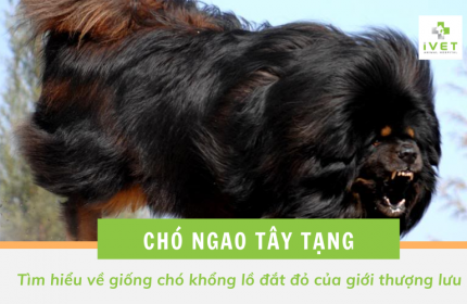 Tìm hiểu về giống chó ngao Tây Tạng - Giá bán Tây Tạng là bao nhiêu?